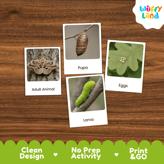Moth Life Cycle Montessori 3-Part Cards - Science Zoology Flashcards