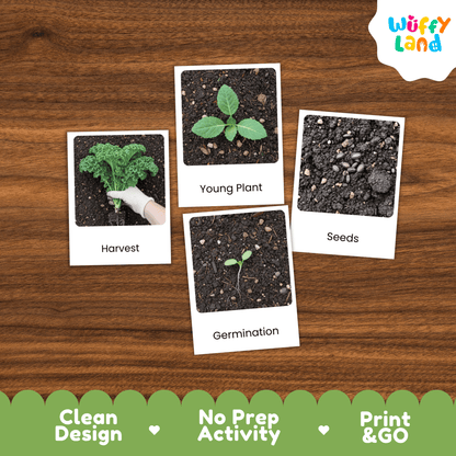 Kale Life Cycle Flashcards Montessori 3 Part Cards Science Activity Garden