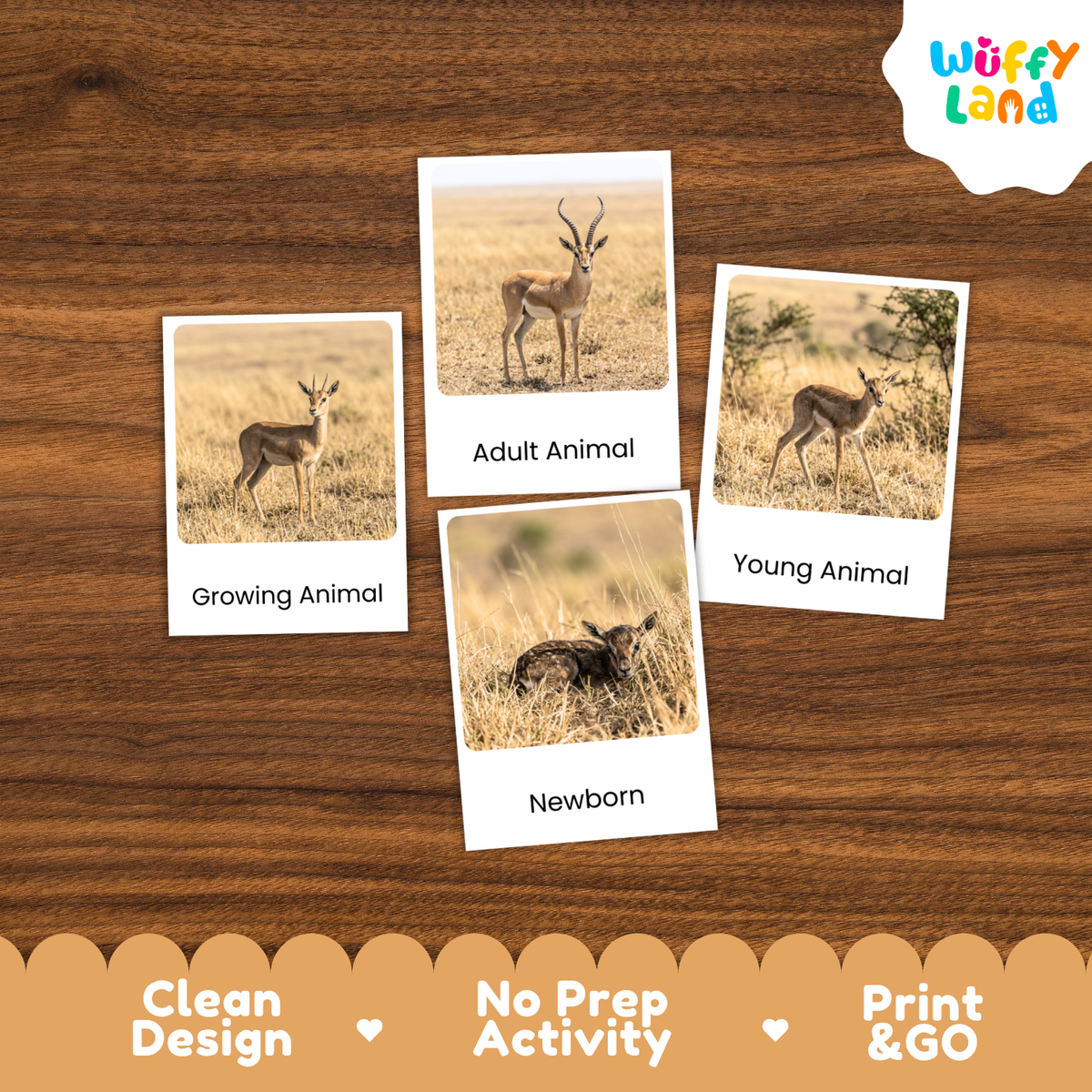 Gazelle Life Cycle Flashcards | Montessori 3 Part Cards Mammal Activity