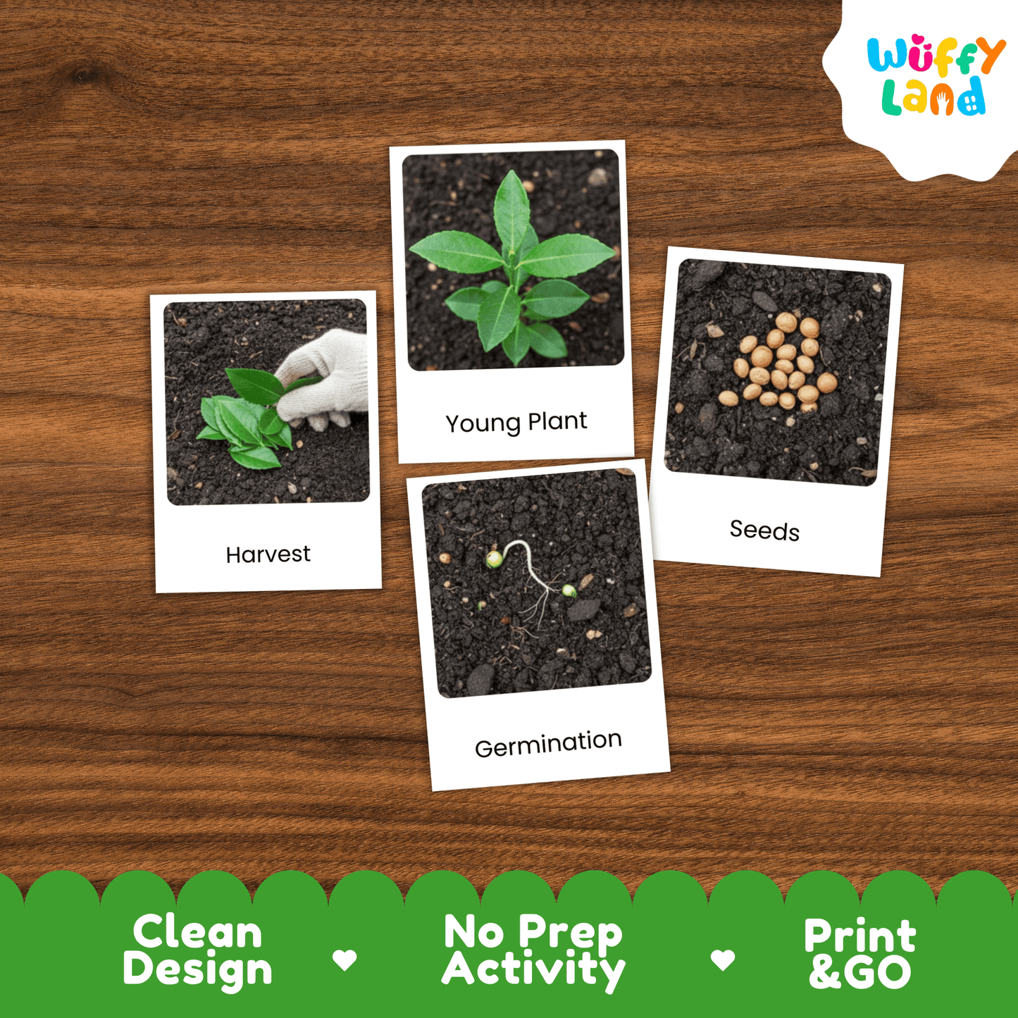 Mate Plant Life Cycle Montessori 3-Part Cards - Science Botany Flashcards