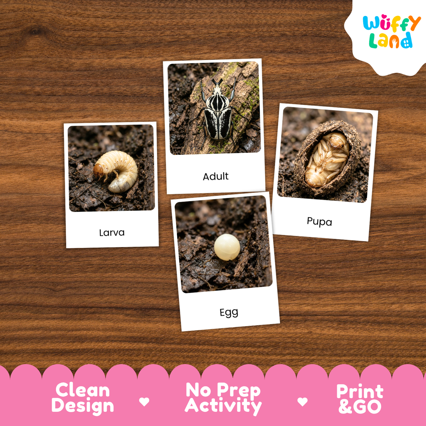 Goliath Beetle Life Cycle Flashcard 3 Part Cards Science Activity Printable