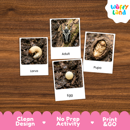 Goliath Beetle Life Cycle Flashcard 3 Part Cards Science Activity Printable