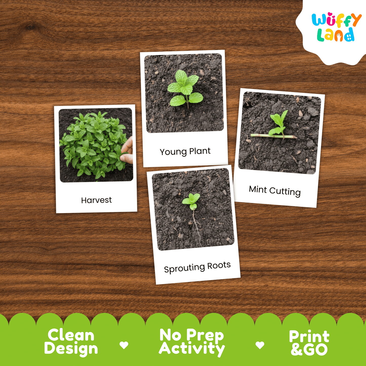 Mint Life Cycle Montessori 3-Part Cards - Science Botany Flashcards