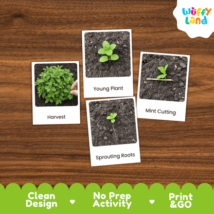 Mint Life Cycle Montessori 3-Part Cards - Science Botany Flashcards