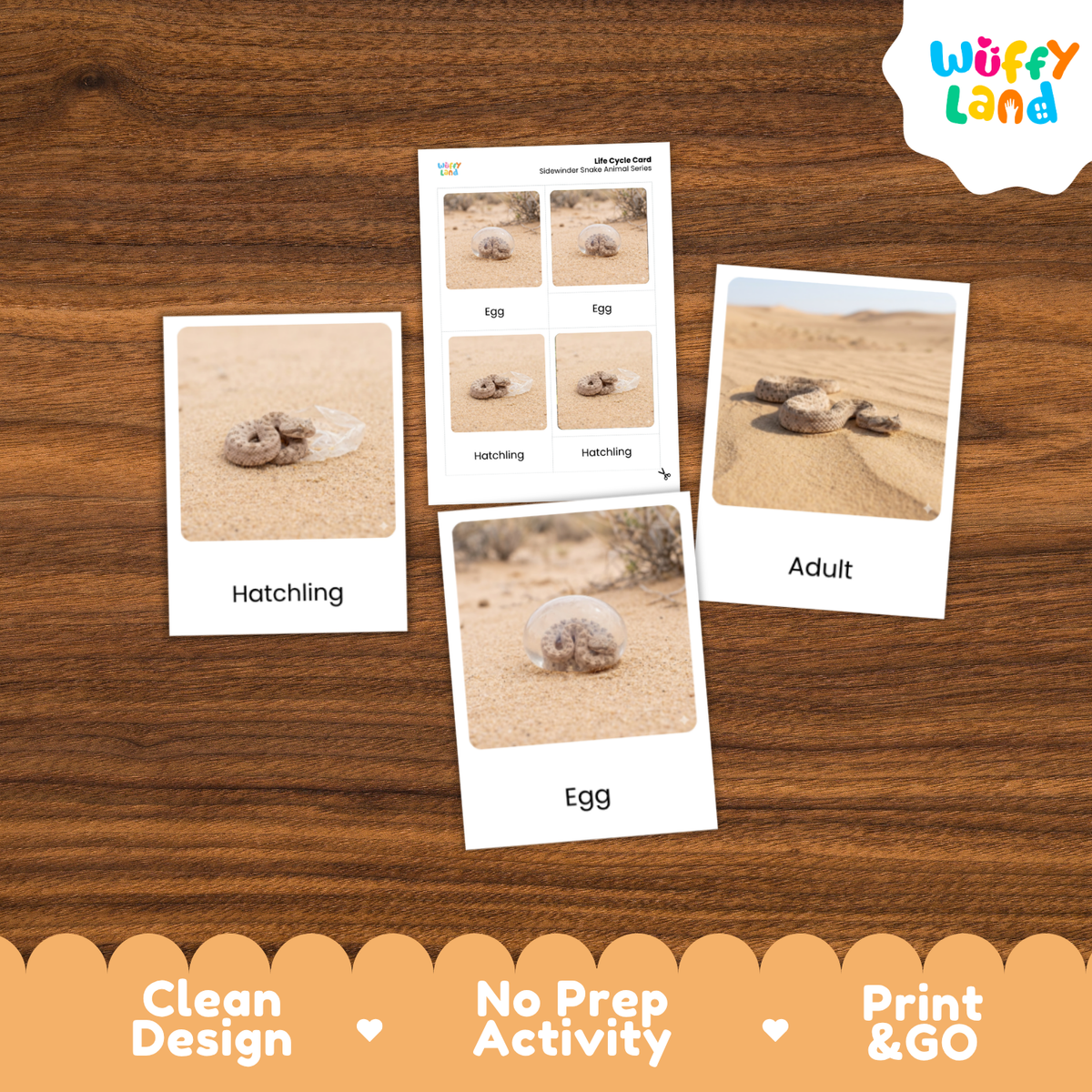 Sidewinder Snake Life Cycle Flashcards 3 Part Cards Montessori Science Activity