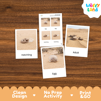 Sidewinder Snake Life Cycle Flashcards 3 Part Cards Montessori Science Activity