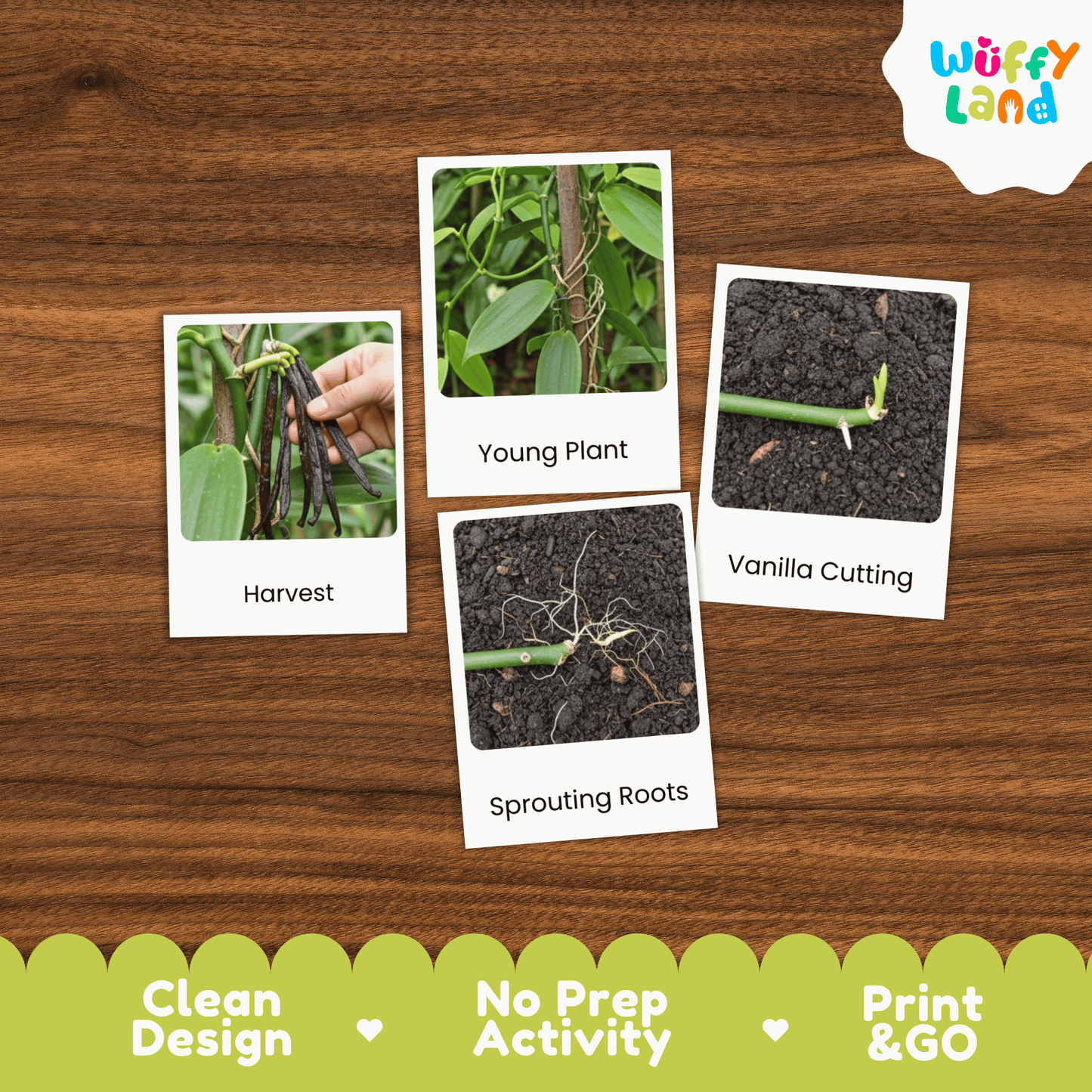 Vanilla Plant Life Cycle Montessori 3-Part Cards - Science Botany Flashcards