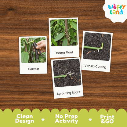 Vanilla Plant Life Cycle Montessori 3-Part Cards - Science Botany Flashcards