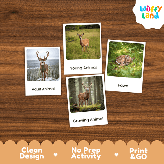 Deer Life Cycle Montessori 3-Part Cards - Science Zoology Mammal Flashcards
