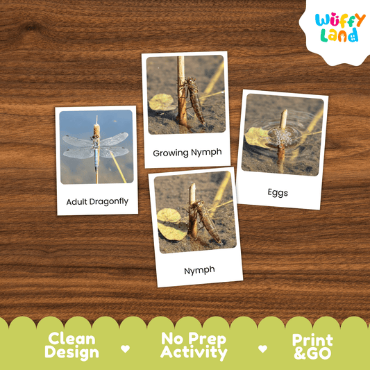 Dragonfly Life Cycle Montessori 3-Part Cards - Science Zoology Insect Flashcards