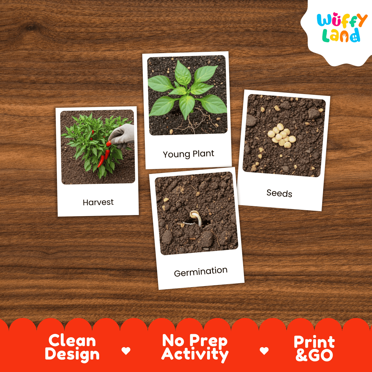 Chili Pepper Life Cycle Flashcards Montessori 3 Part Cards Science Activity Garden