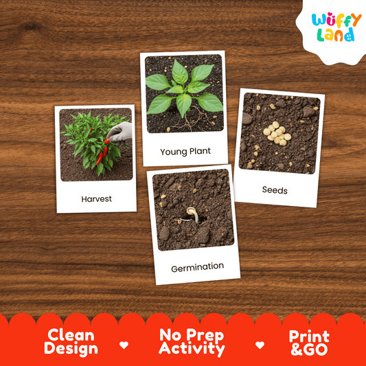 Chili Pepper Life Cycle Flashcards Montessori 3 Part Cards Science Activity Garden
