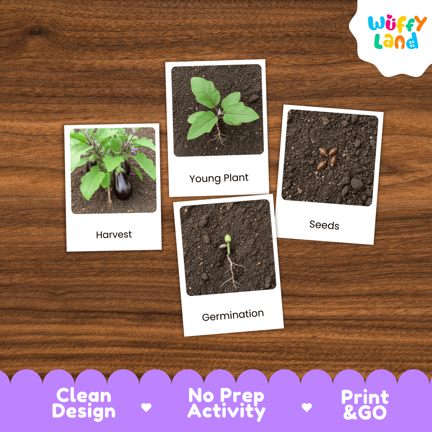 Eggplant Life Cycle Flashcards Montessori 3 Part Cards Science Activity Garden