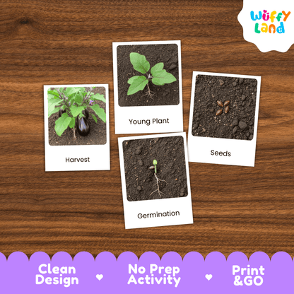Eggplant Life Cycle Flashcards Montessori 3 Part Cards Science Activity Garden