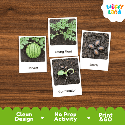 Watermelon Life Cycle Flashcards Montessori 3 Part Cards Science Activity Summer