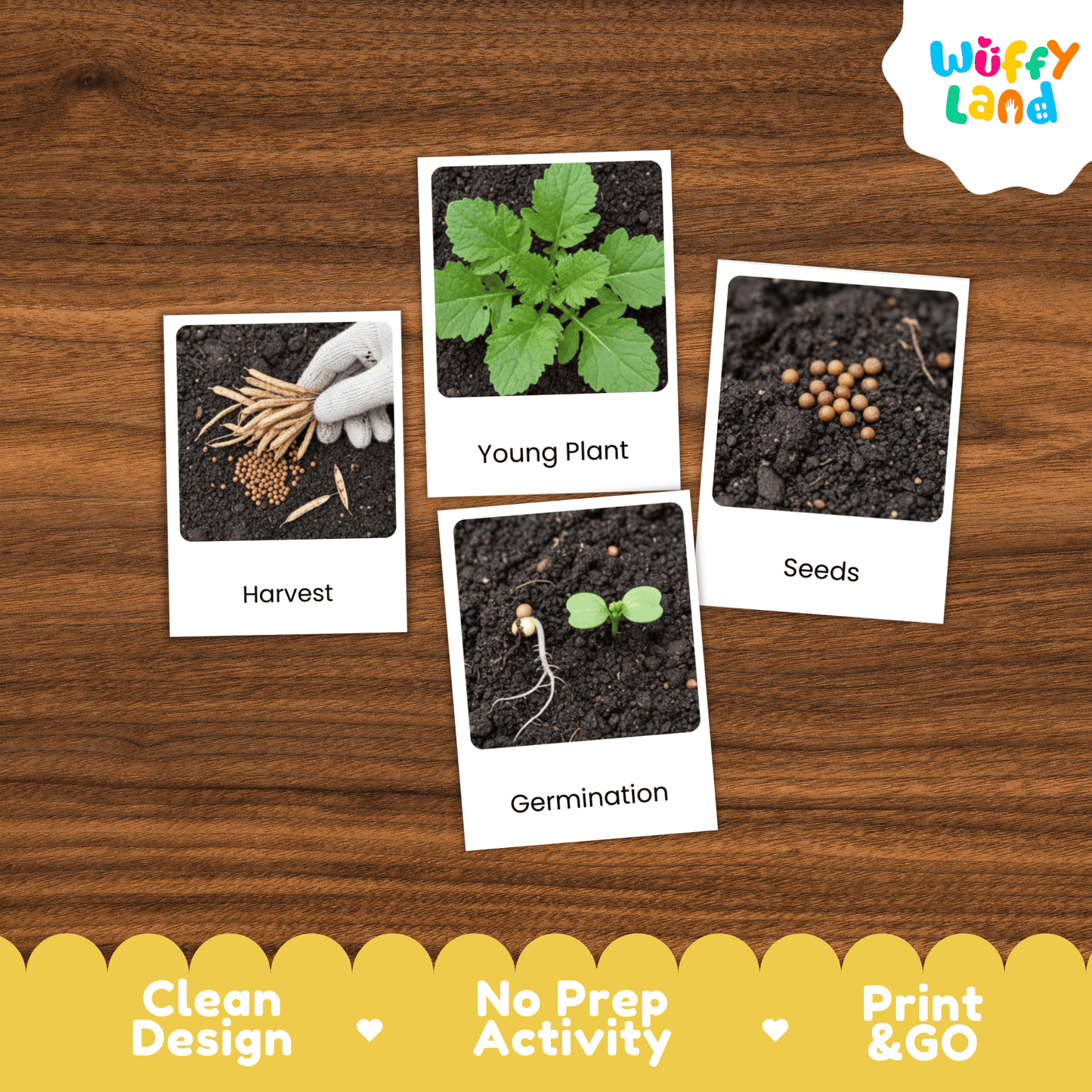 Mustard Life Cycle Montessori 3-Part Cards - Science Botany Flashcards