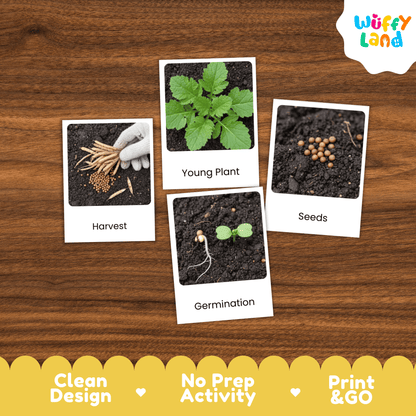 Mustard Life Cycle Montessori 3-Part Cards - Science Botany Flashcards