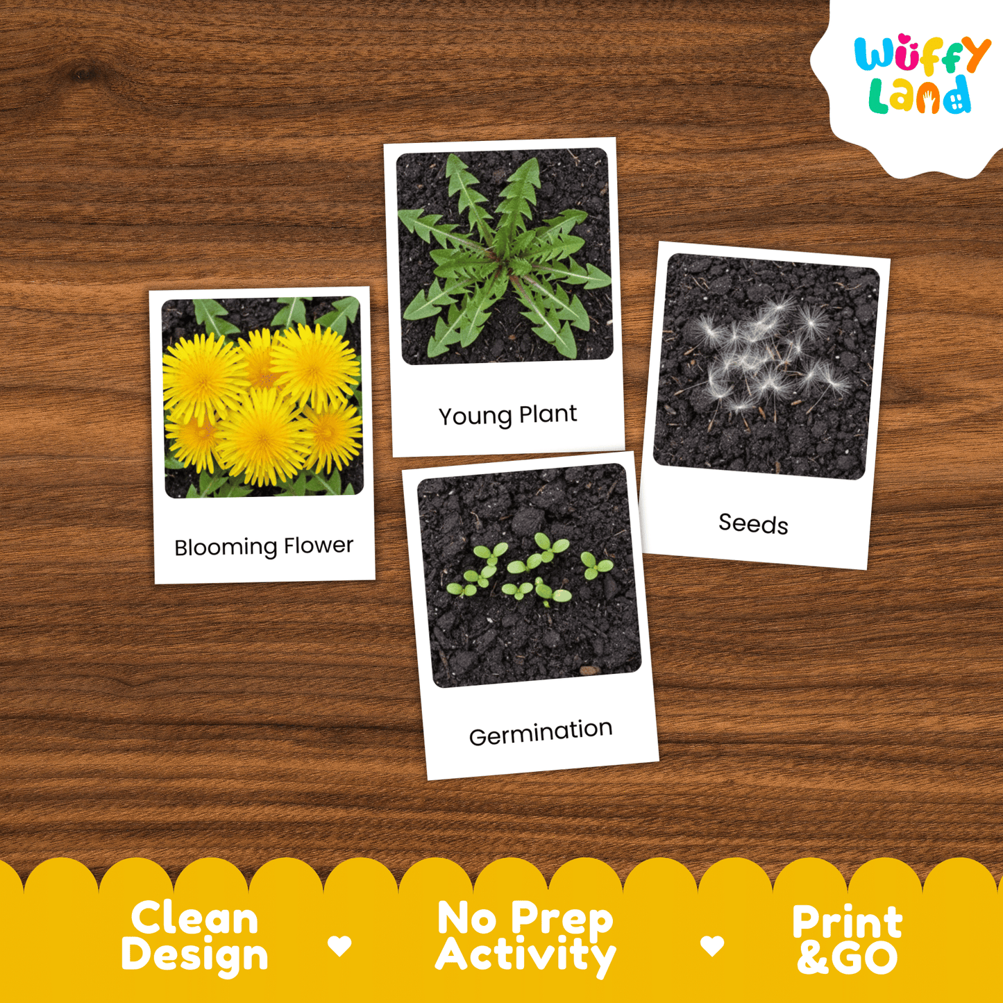 Dandelion Life Cycle Montessori 3-Part Cards - Science Botany Flashcards