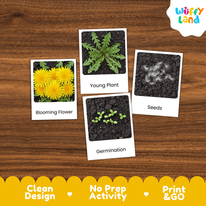 Dandelion Life Cycle Montessori 3-Part Cards - Science Botany Flashcards