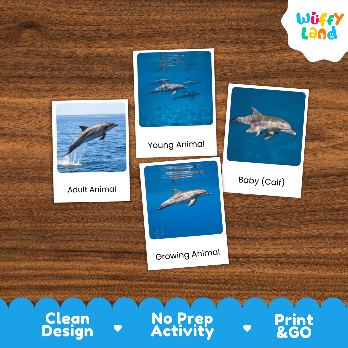 Dolphin Life Cycle Montessori 3-Part Cards - Science Zoology Flashcards