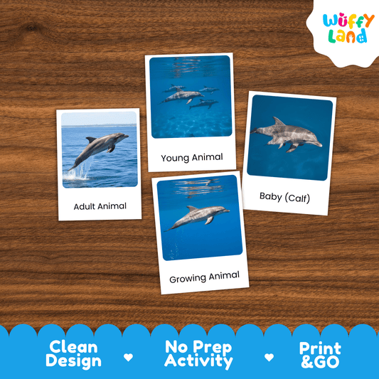 Dolphin Life Cycle Montessori 3-Part Cards - Science Zoology Flashcards