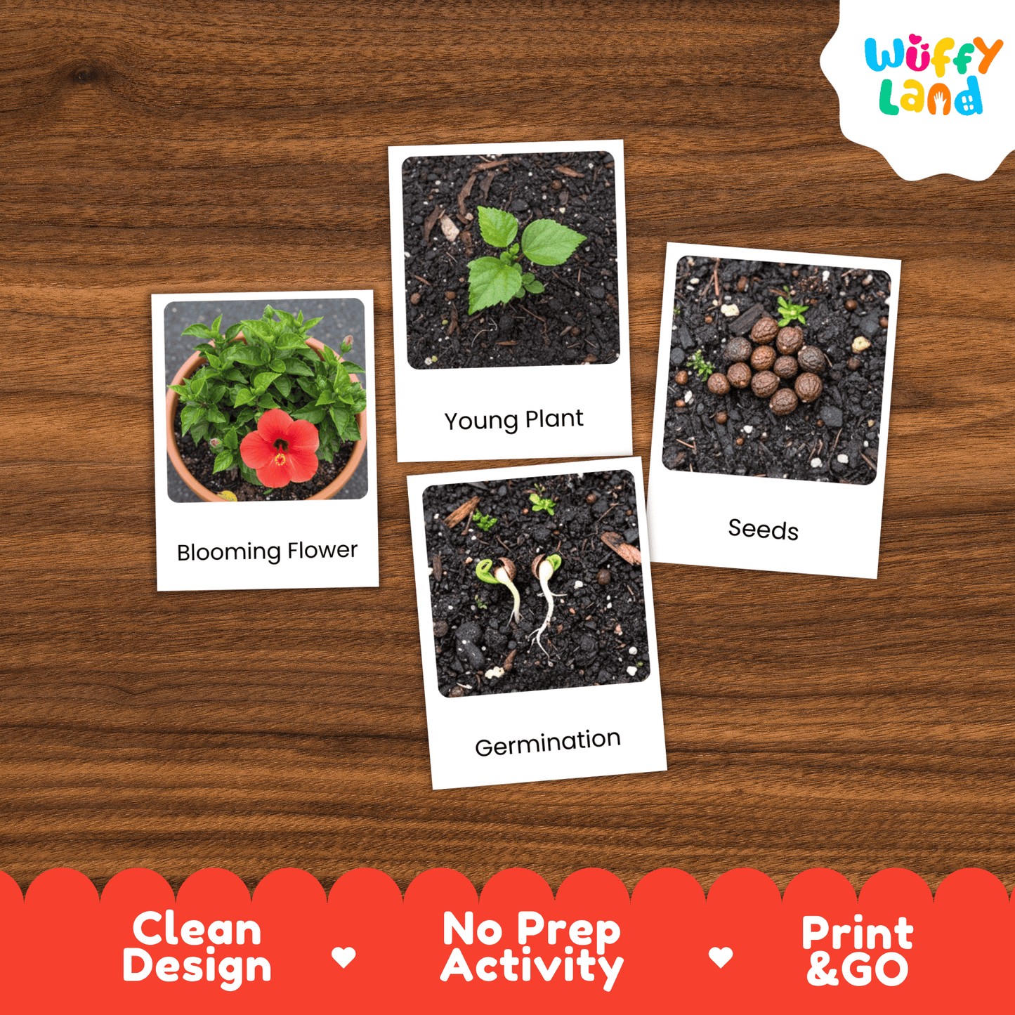 Hibiscus Life Cycle Montessori 3-Part Cards - Science Botany Flashcards