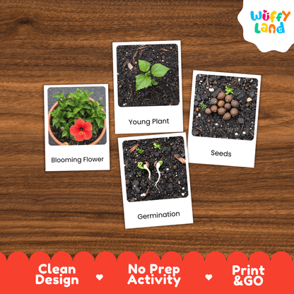 Hibiscus Life Cycle Montessori 3-Part Cards - Science Botany Flashcards