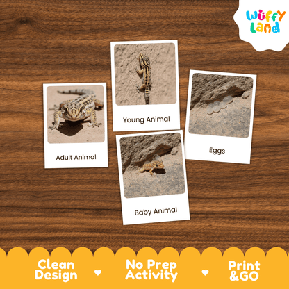 Gecko Life Cycle Montessori 3-Part Cards - Science Zoology Reptile Flashcards