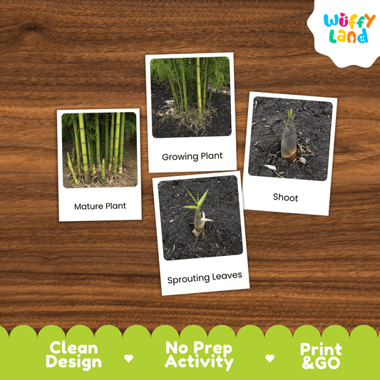 Bamboo Life Cycle Montessori 3-Part Cards - Science Botany Flashcards