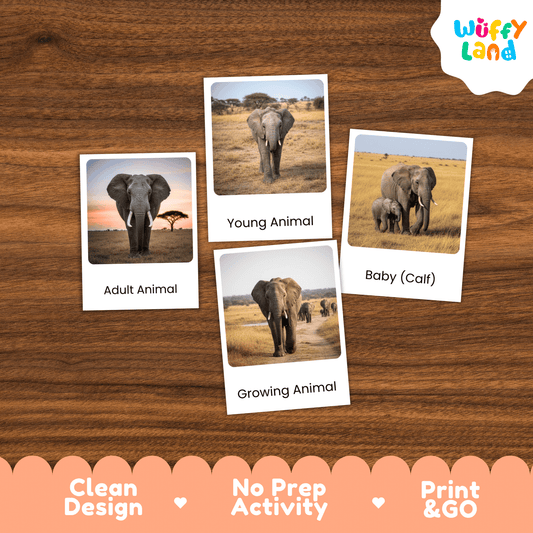 Elephant Life Cycle Montessori 3-Part Cards - Science Zoology Flashcards