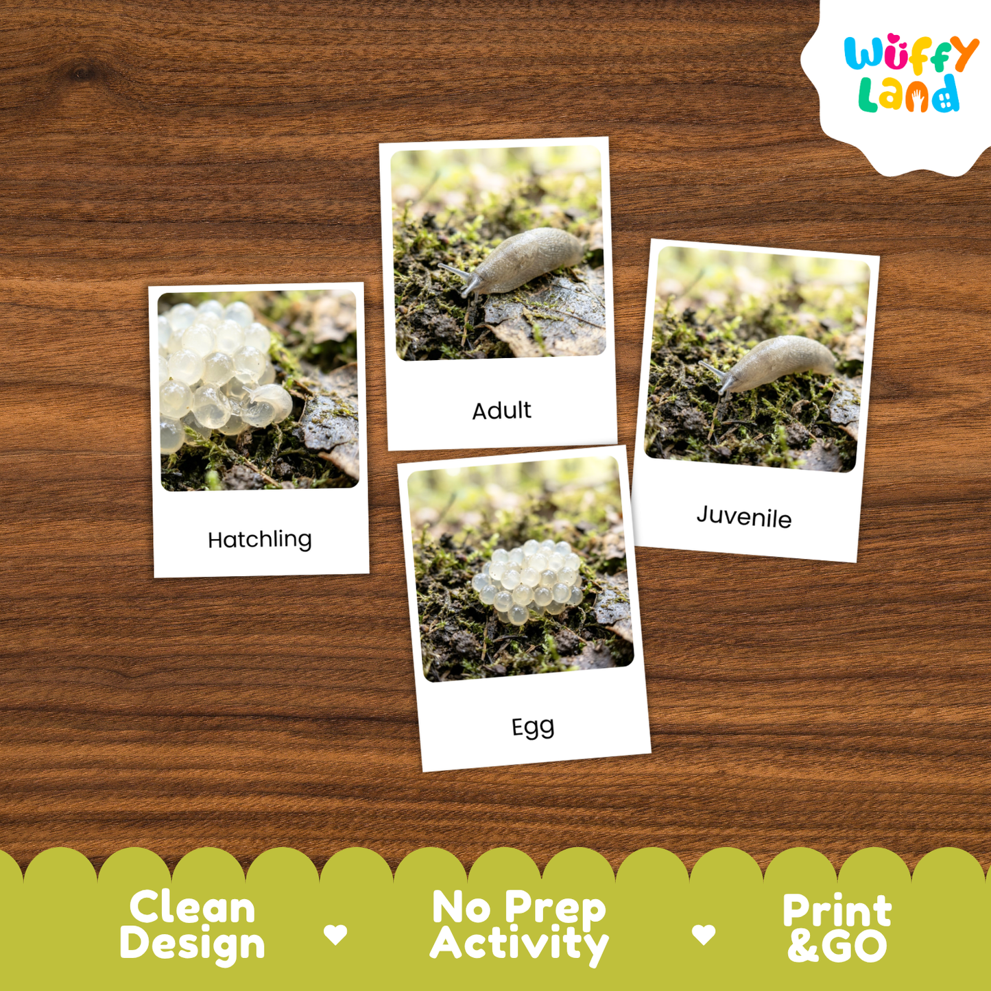 Slug Life Cycle Flashcards | 3 Part Cards Biology Activity