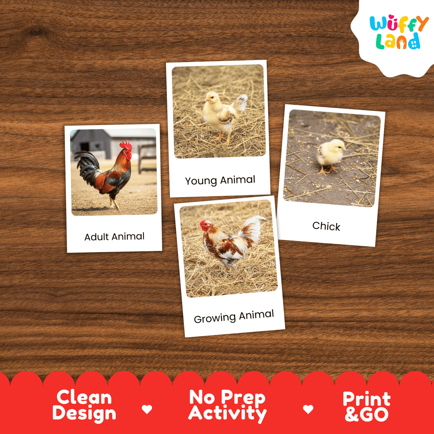 Rooster Life Cycle Montessori 3-Part Cards - Science Zoology Farm Bird Flashcard