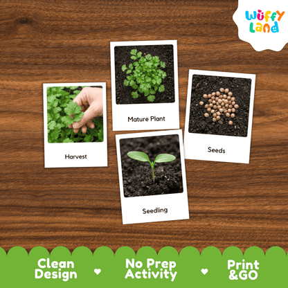 Coriander Life Cycle Flashcards Montessori 3 Part Cards Science Activity Garden