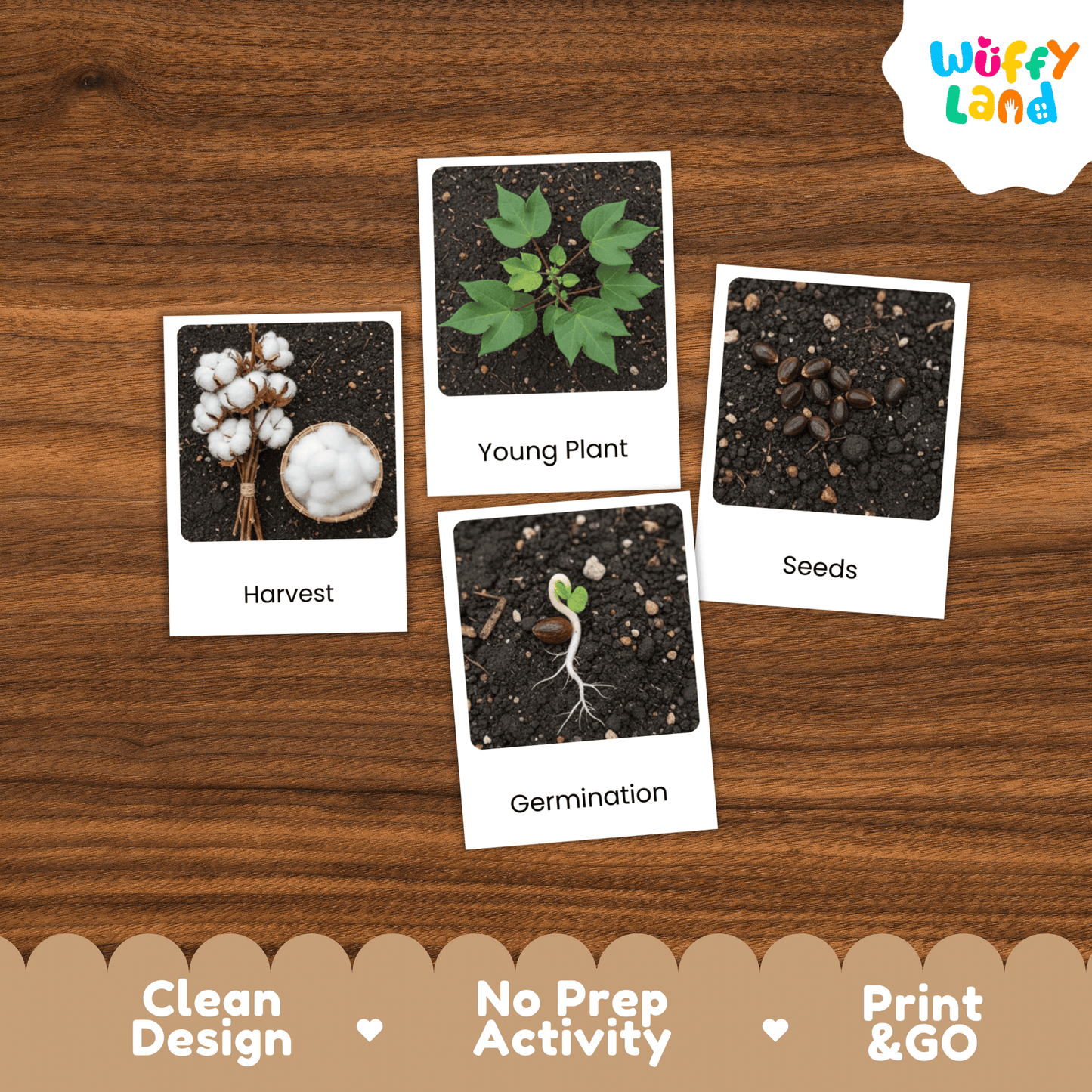 Cotton Life Cycle Montessori 3-Part Cards - Science Botany Flashcards