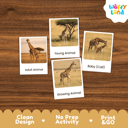 Giraffe Life Cycle Montessori 3-Part Cards - Science Zoology Flashcards