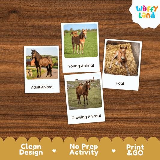 Horse Life Cycle Montessori 3-Part Cards - Science Zoology Flashcard