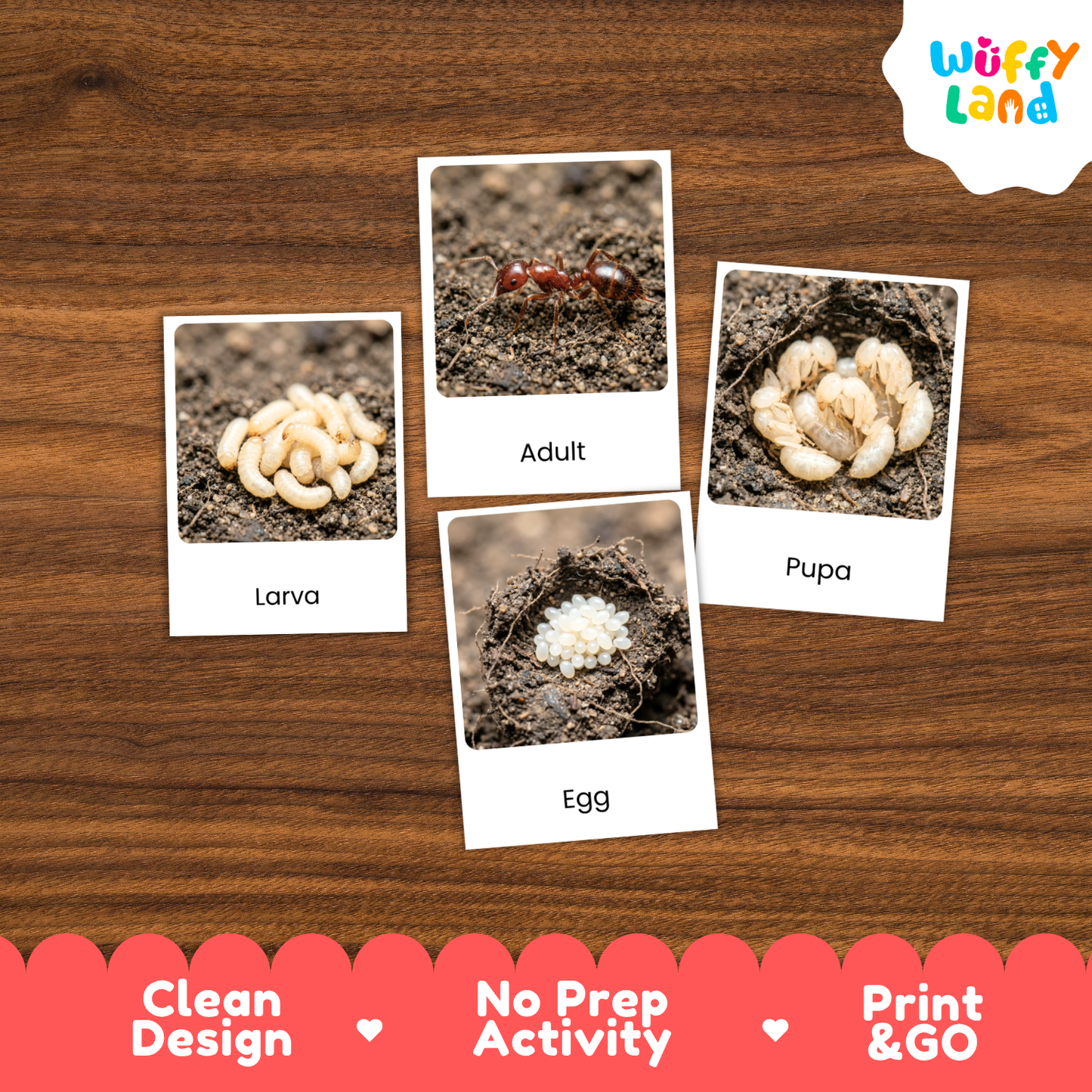 Fire Ant Life Cycle Flashcards - Montessori 3 Part Cards Printable Activity