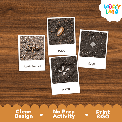 Ant Life Cycle Montessori 3-Part Cards - Science Zoology Flashcards