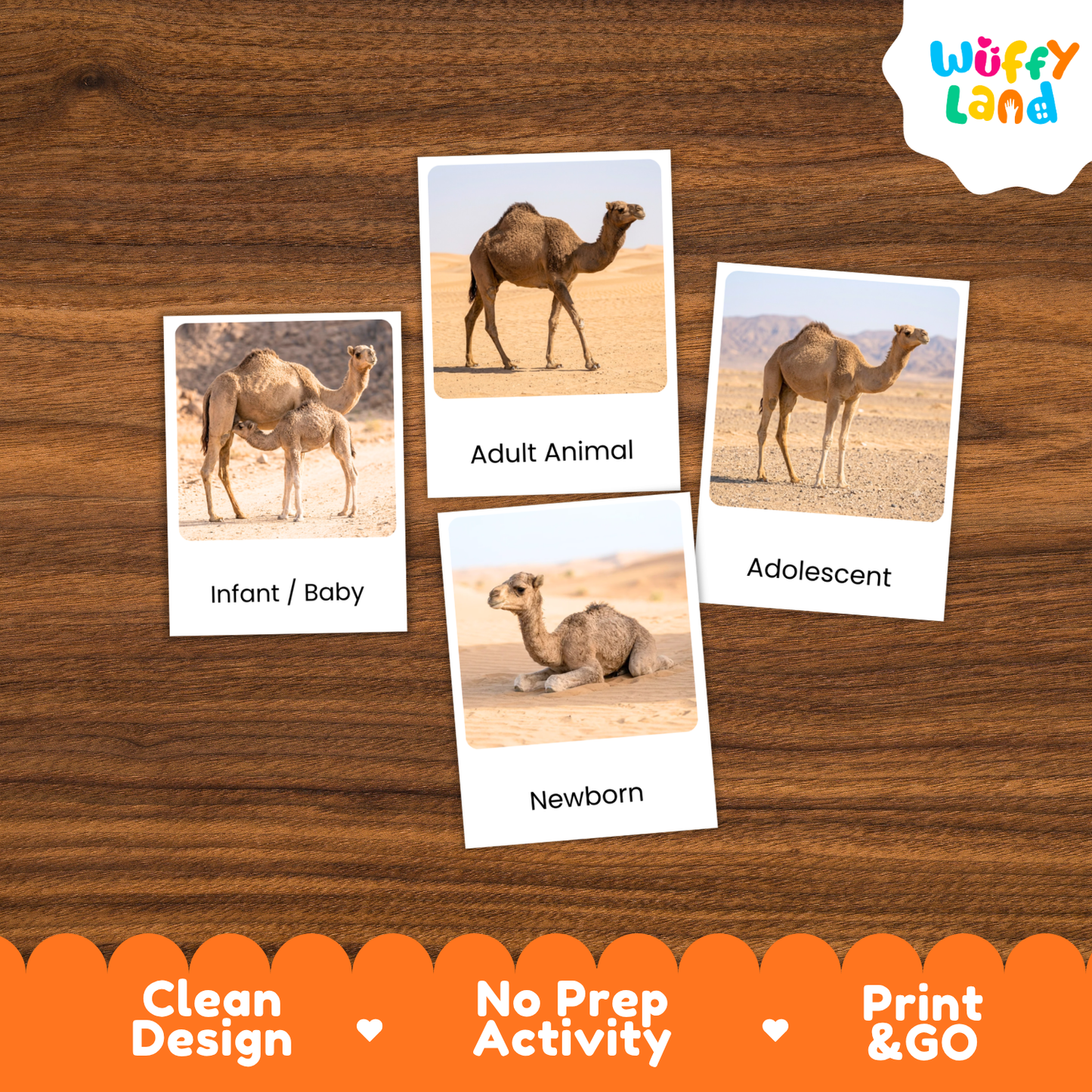 Dromedary Camel Life Cycle Flashcard 3 Part Cards Science Activity Printable