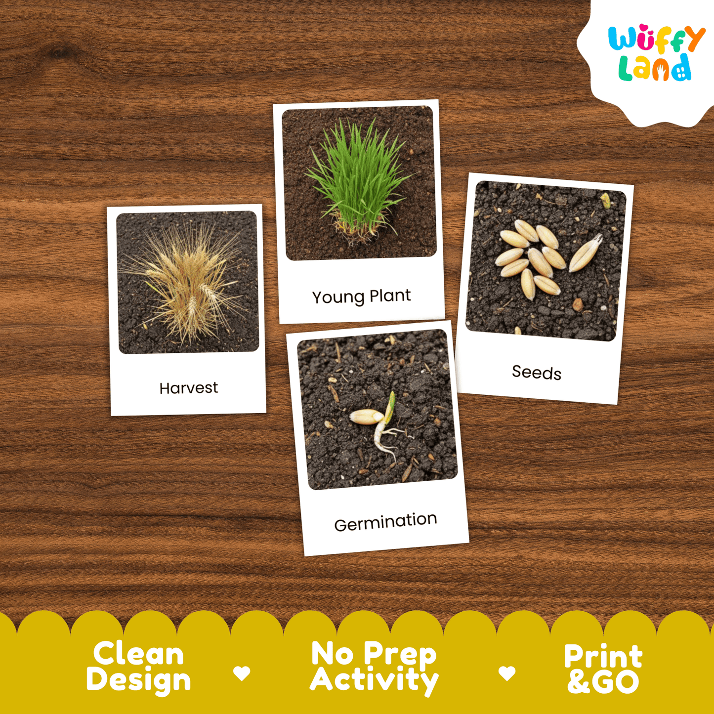 Barley Life Cycle Montessori 3-Part Cards - Science Botany Flashcards