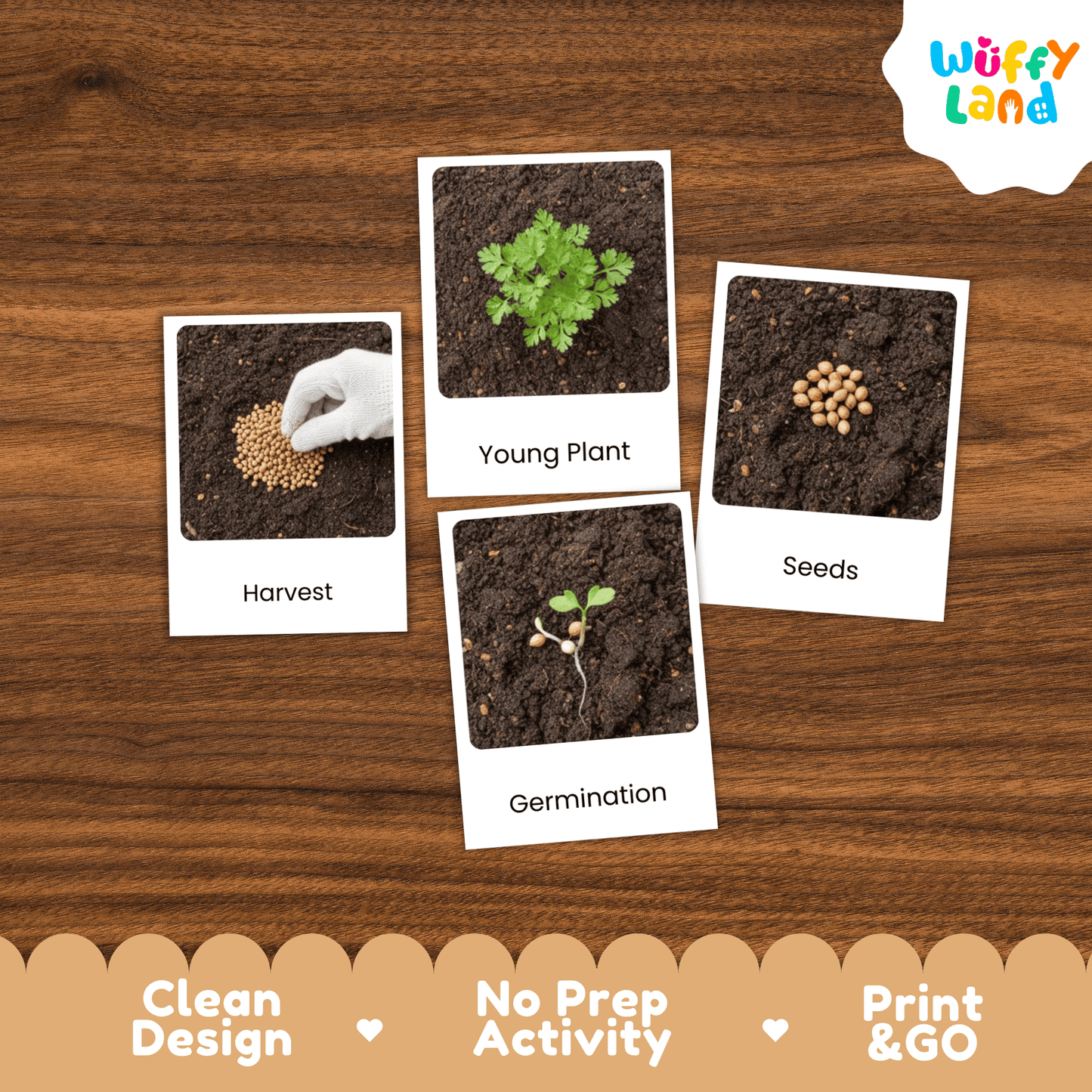 Coriander Life Cycle Montessori 3-Part Cards - Science Botany Flashcards