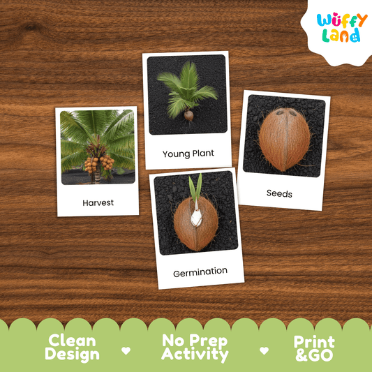 Coconut Life Cycle Montessori 3-Part Cards - Science Botany Flashcards