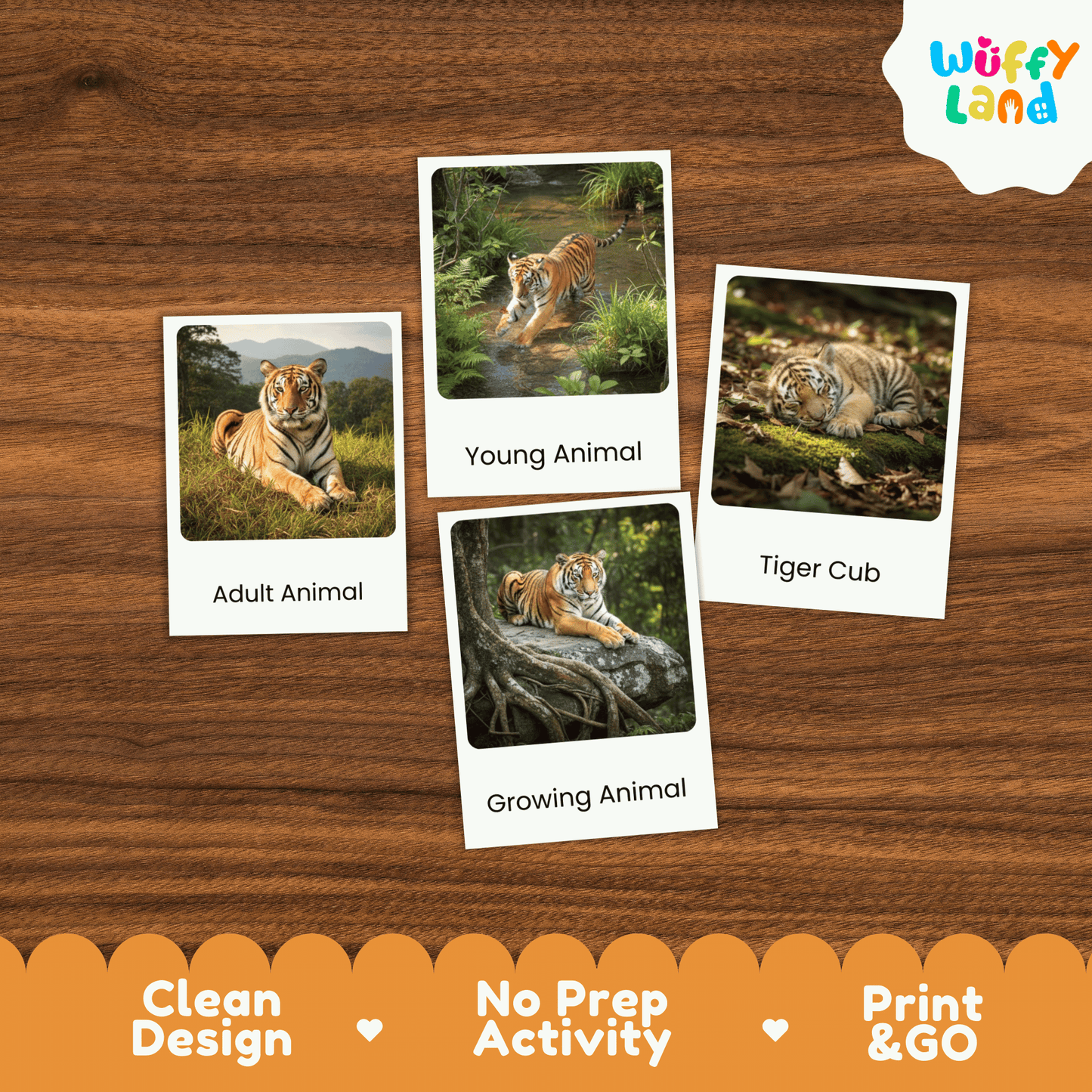 Tiger Life Cycle Montessori 3-Part Cards - Science Zoology Mammal Flashcards