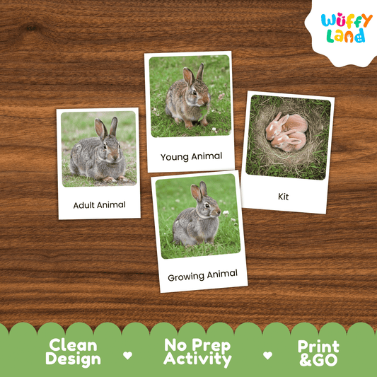 Rabbit Life Cycle Montessori 3-Part Cards - Science Zoology Flashcard