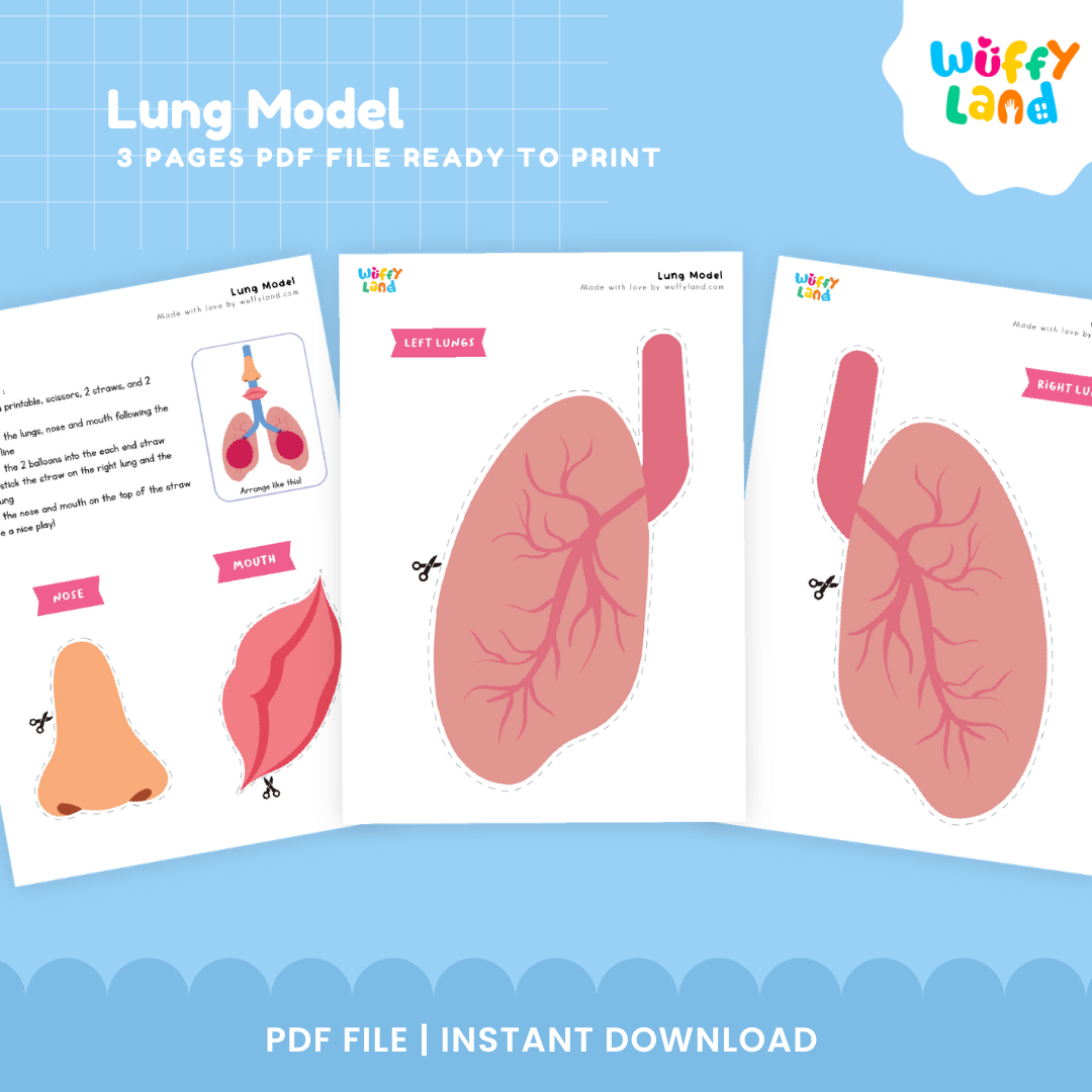 Lung model