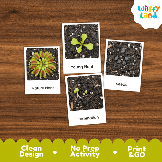 Venus Flytrap Life Cycle Montessori 3-Part Cards - Science Botany Flashcards