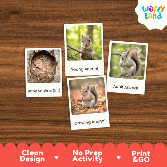 Squirrel Life Cycle Montessori 3-Part Cards - Science Zoology Mammal Flashcards
