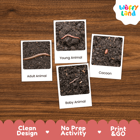 Earthworm Life Cycle Montessori 3-Part Cards - Science Zoology Invertebrate