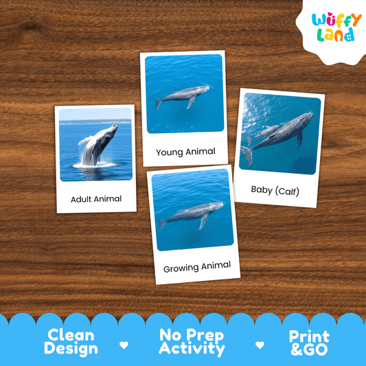 Whale Life Cycle Montessori 3-Part Cards - Science Zoology Flashcards