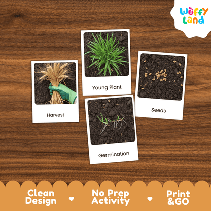 Wheat Life Cycle Montessori 3-Part Cards - Science Botany Flashcards